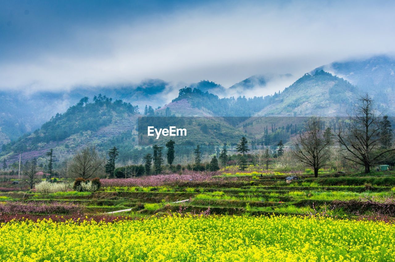 Scenic view of field and mountains against sky