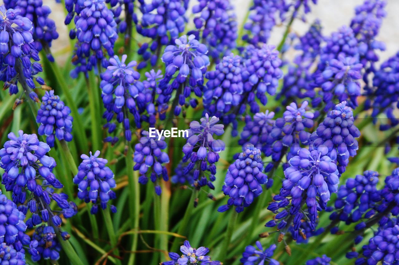 Close-up of purple flowering plants in park