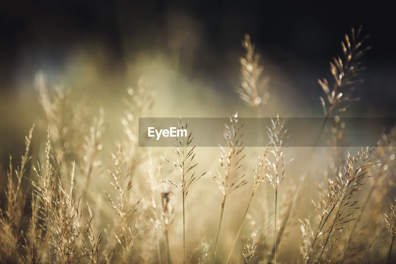 Close-up of wheat growing on field