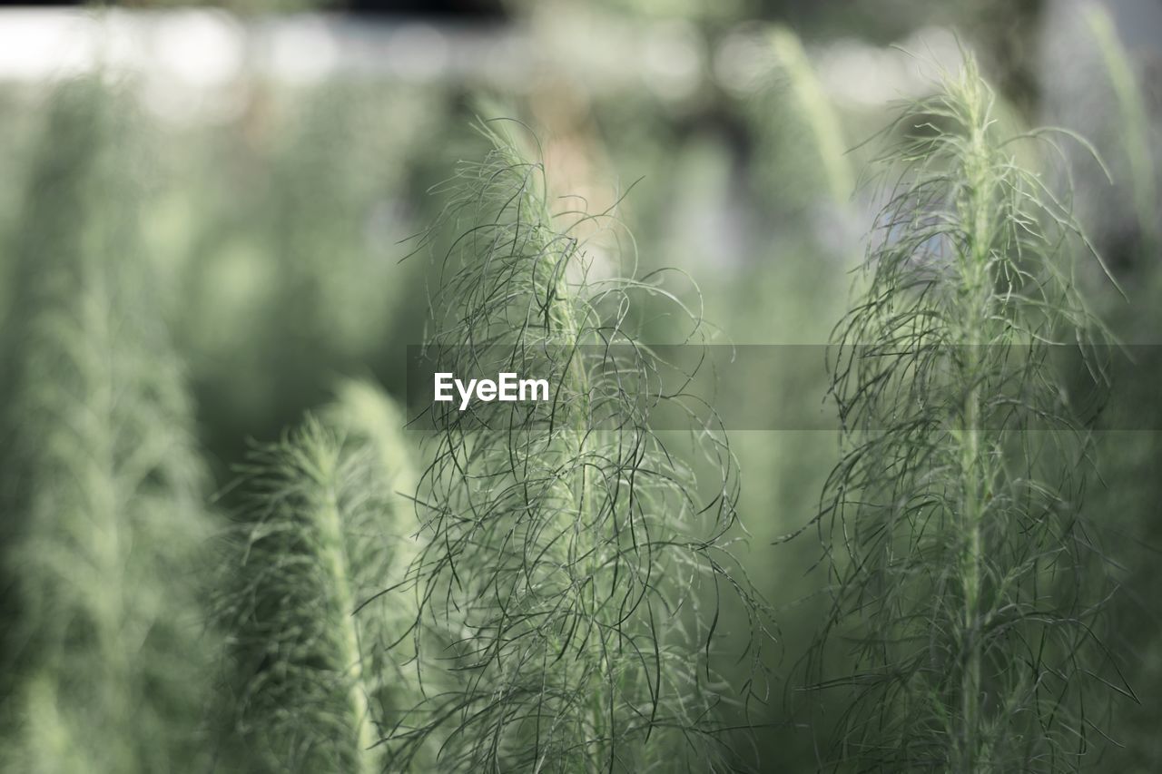 Close-up of crops growing on field