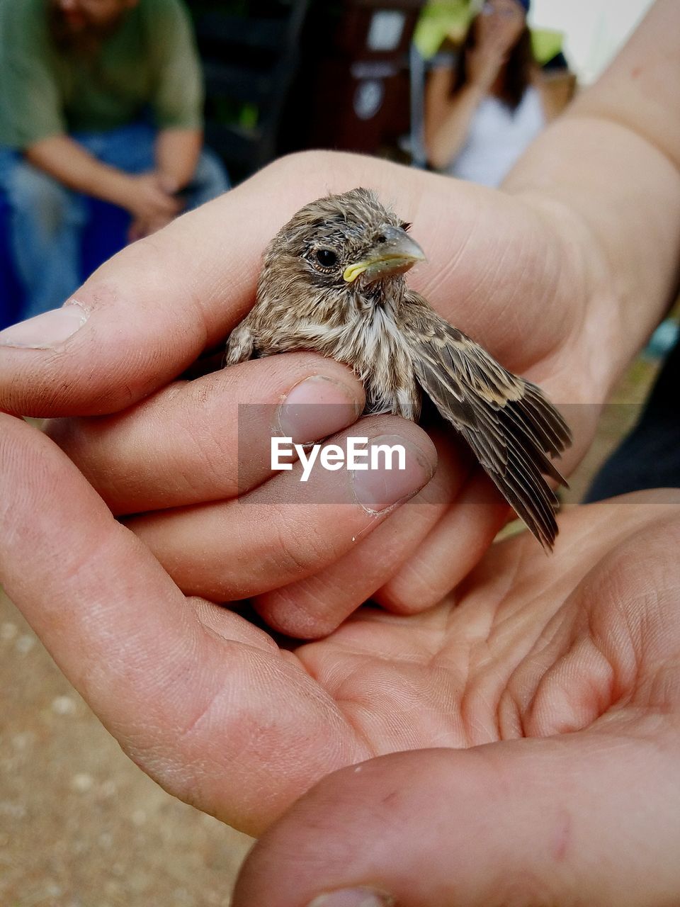 CLOSE-UP OF HAND HOLDING A BIRD