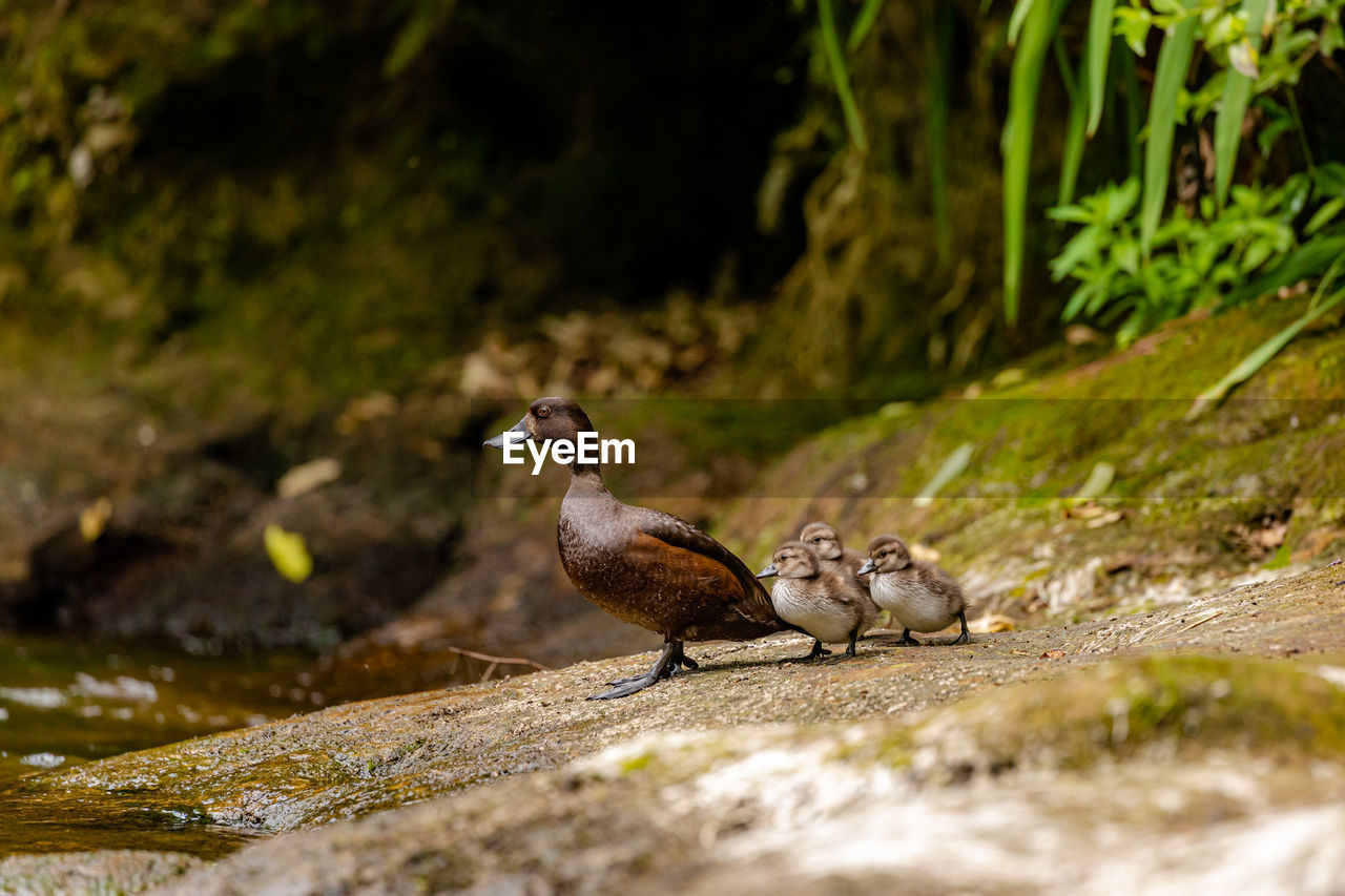 PIGEONS PERCHING ON ROCK