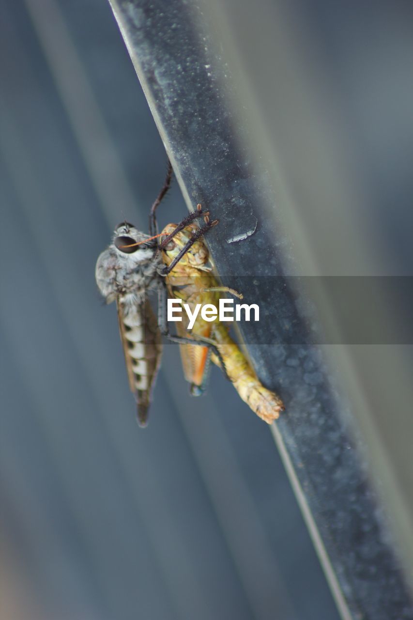 INSECT ON LEAF