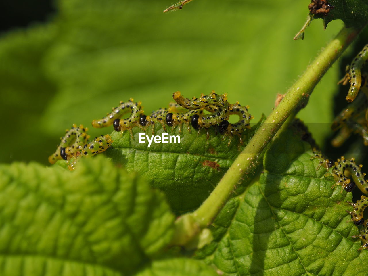 CLOSE-UP OF INSECT ON PLANT