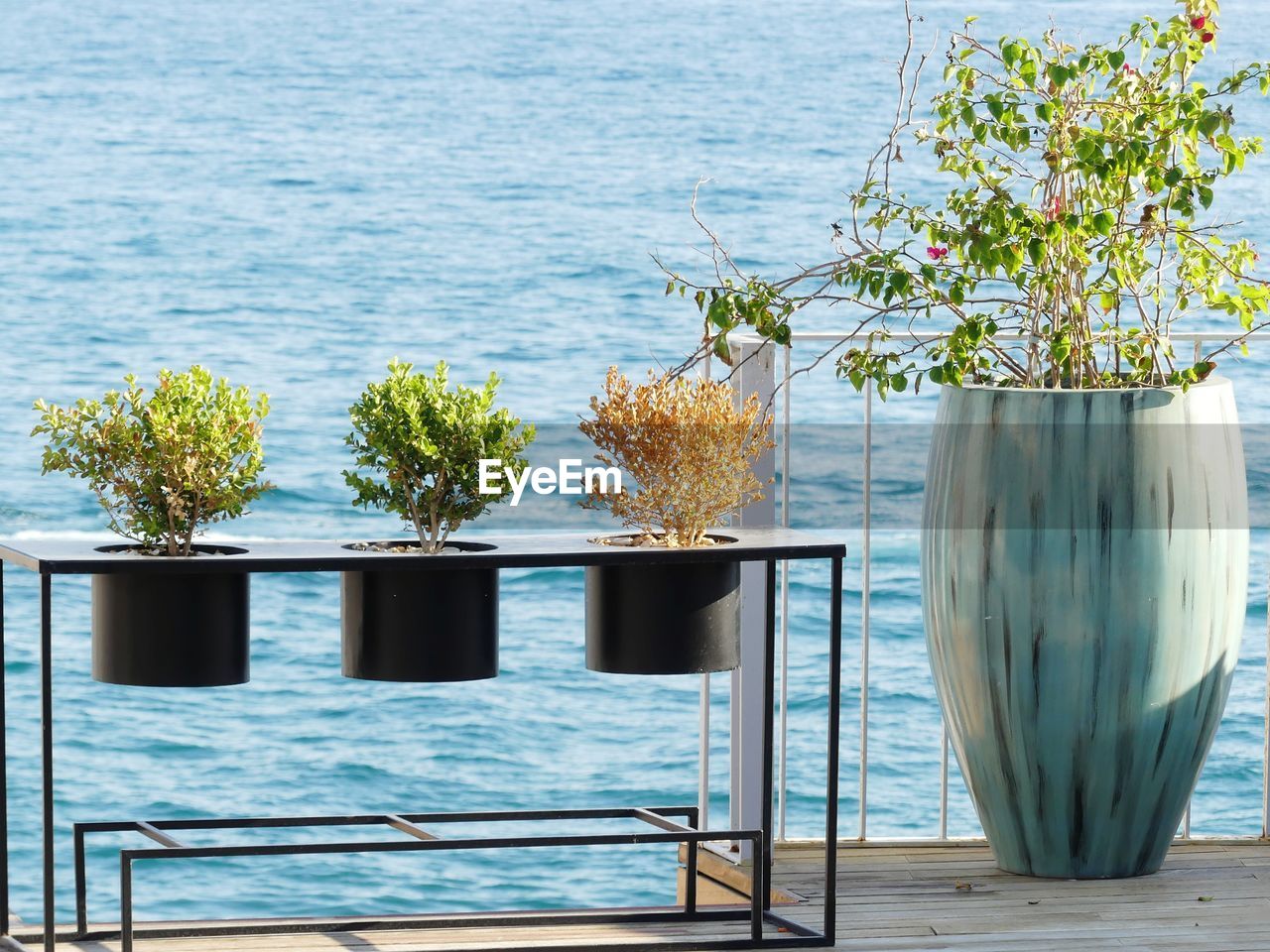 Potted plants on table by sea