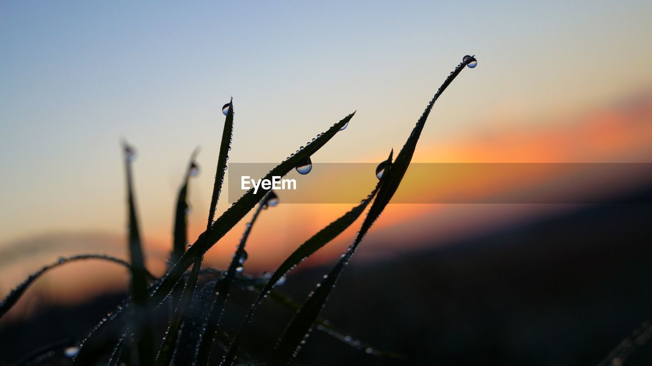 Close-up of plants against sky during sunset