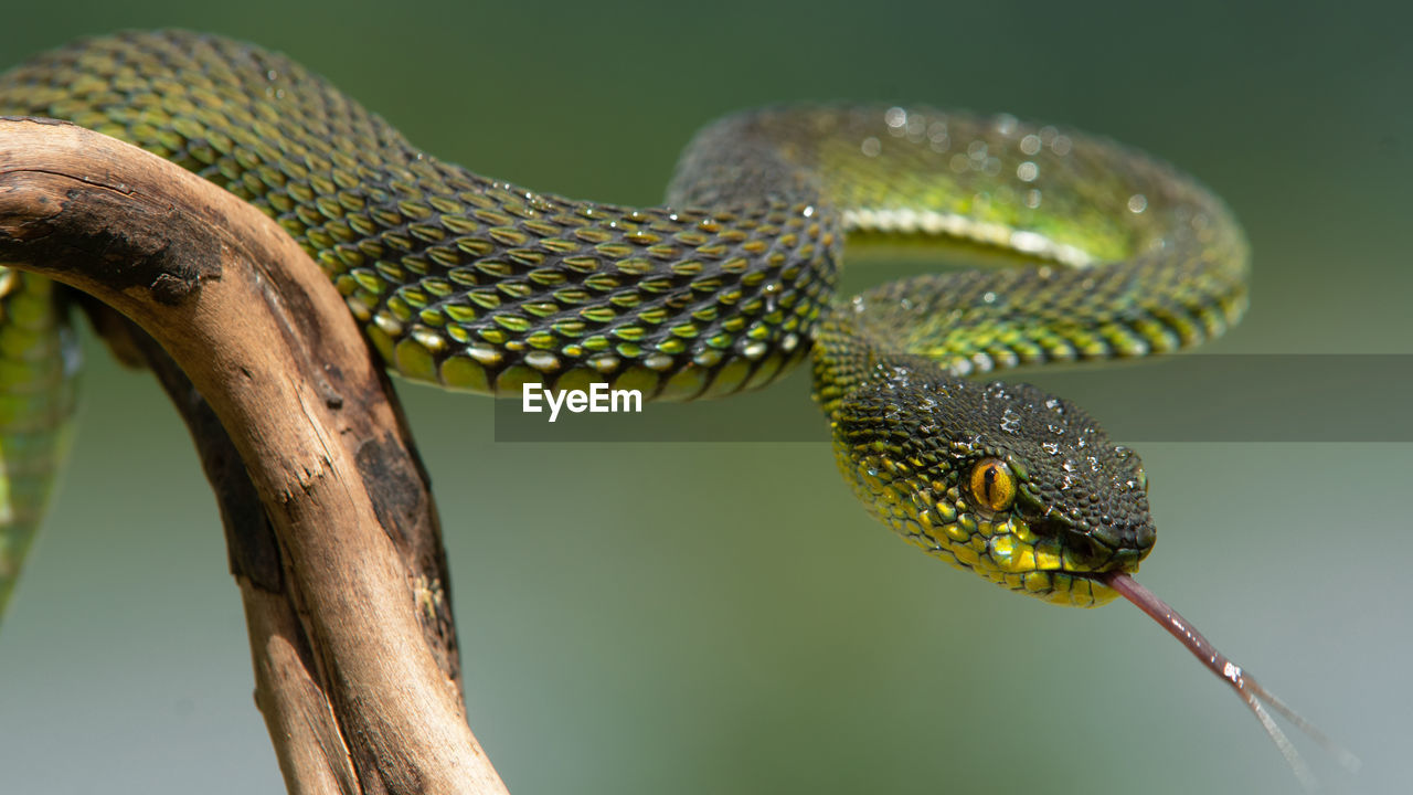 Close-up of green viper snake