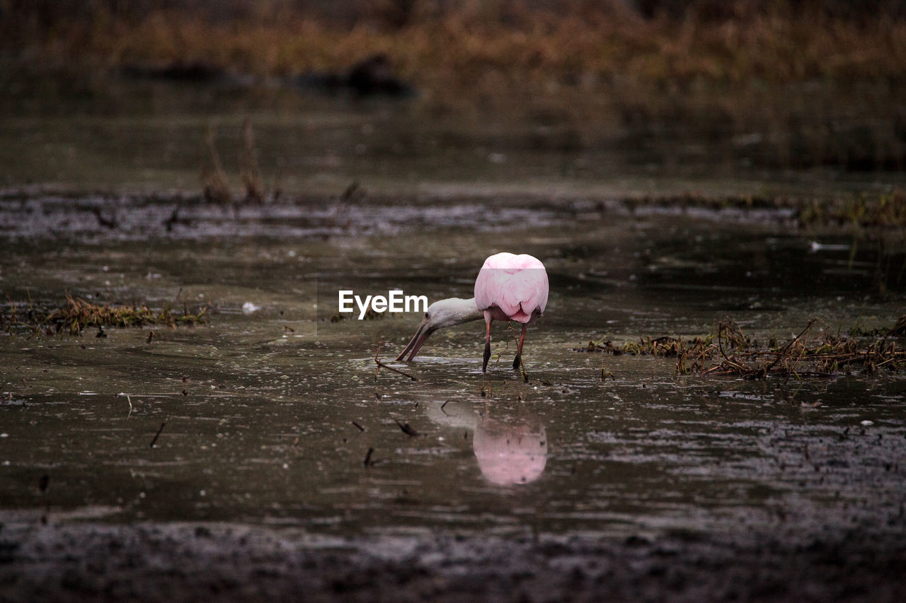 Roseate spoonbill waterfowl wading bird called platalea ajaja at the myakka river state park 