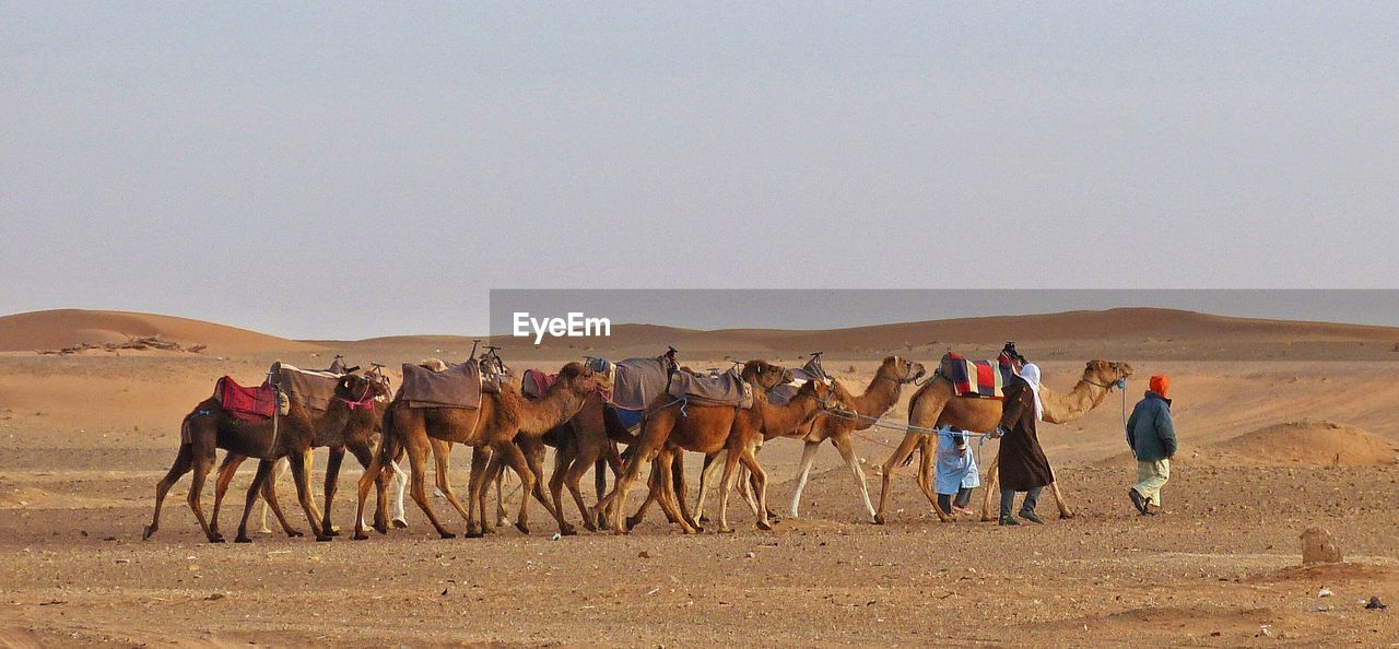 Drivers walking with camels at desert