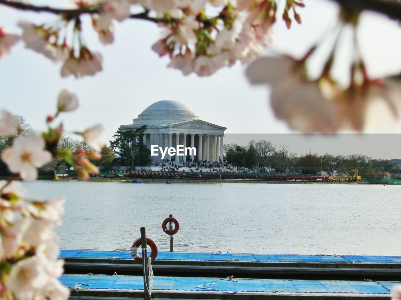 Close-up of cherry blossoms over tidal basin against jefferson memorial