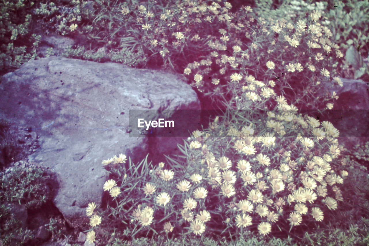 plant, nature, day, no people, flower, flowering plant, growth, beauty in nature, high angle view, leaf, land, outdoors, reef, fragility, tranquility, close-up, freshness, tree, sunlight, field, rock