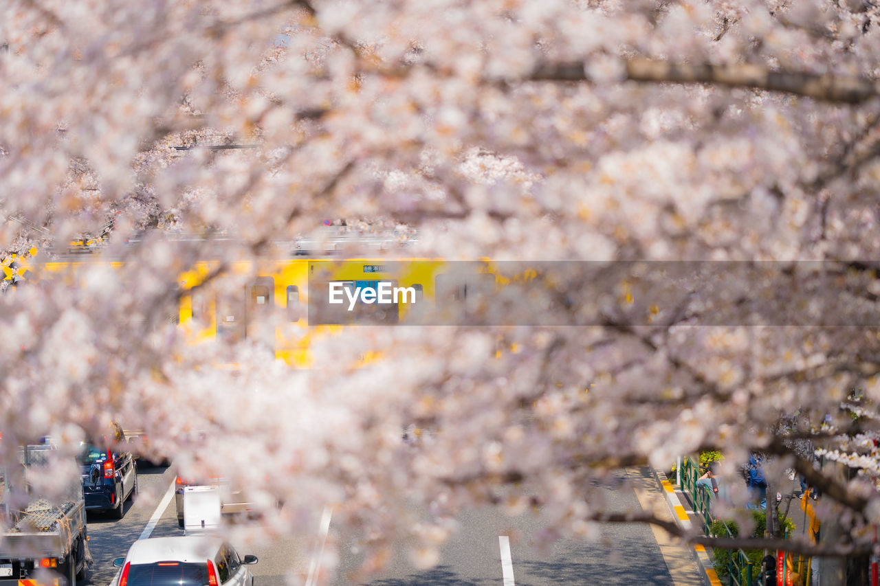 VIEW OF CHERRY BLOSSOM FROM TREE