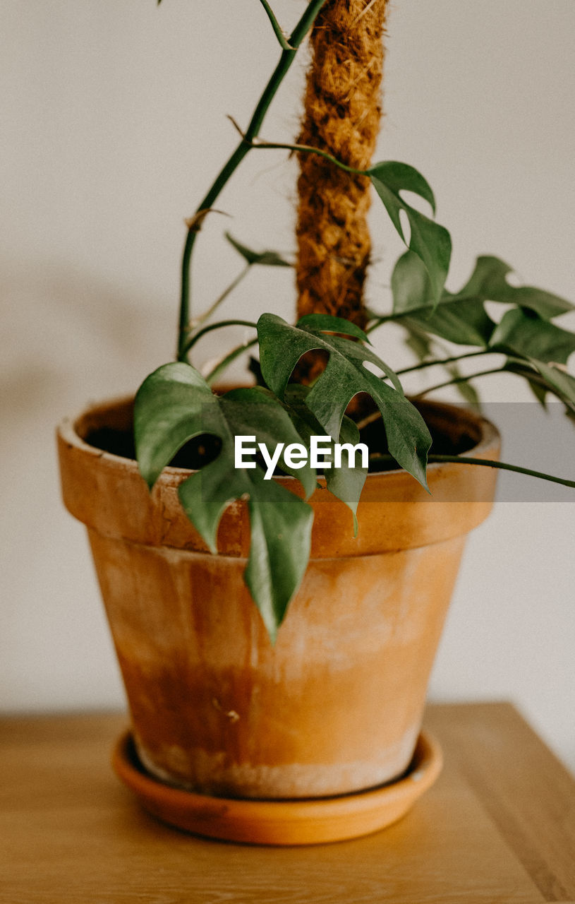 Close-up of potted plant on table