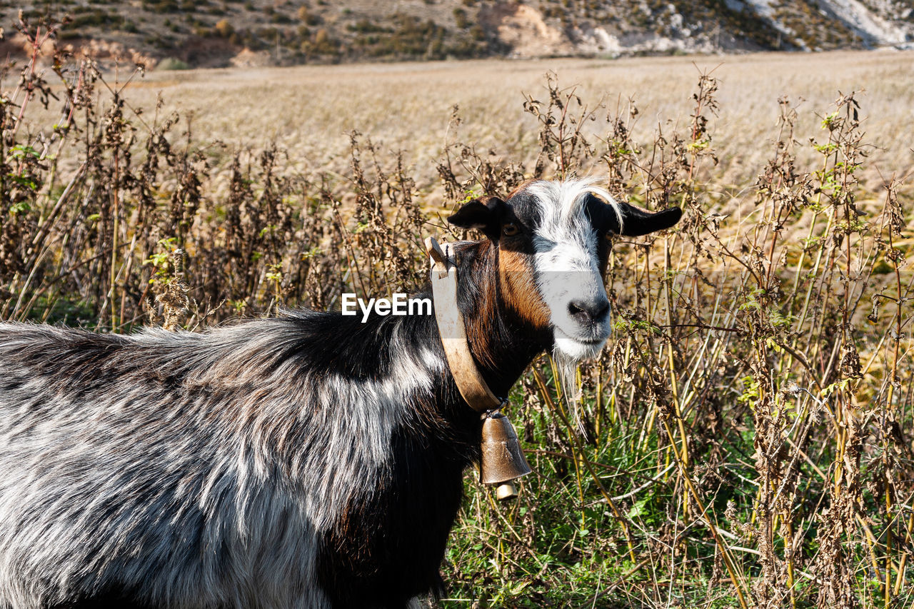 PORTRAIT OF SHEEP STANDING IN FIELD