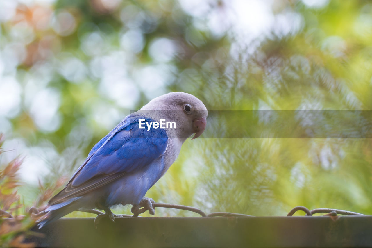 Close-up of parrot perching on branch