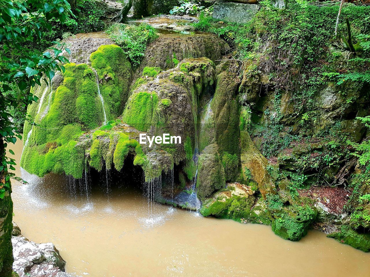 TREES GROWING BY RIVER