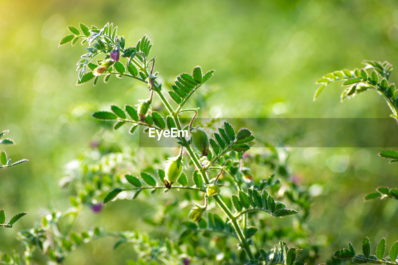 Chickpeas pod with green young plants in the field