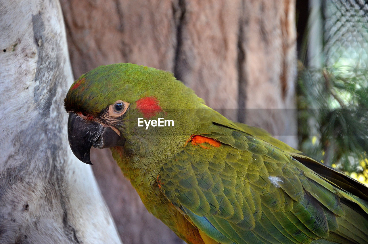 CLOSE-UP OF PARROT