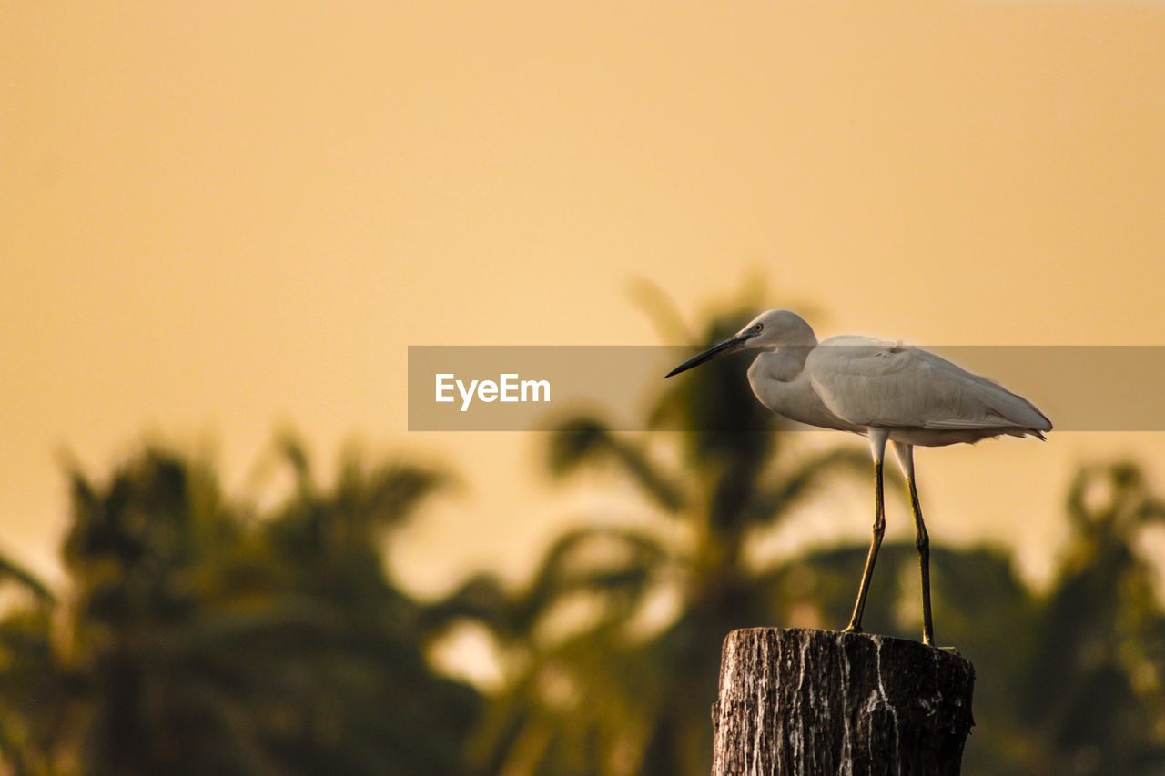 Close-up of heron perching on wooden post against sky