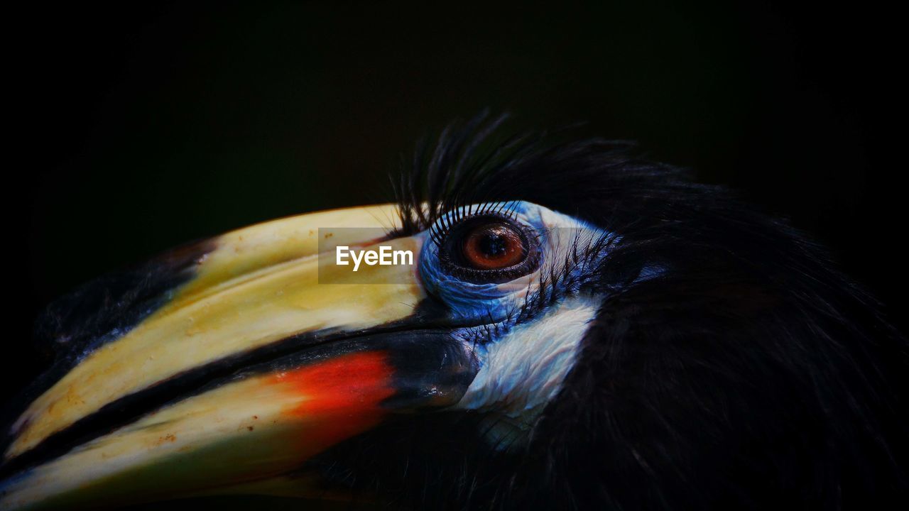 CLOSE-UP OF BIRD AGAINST BLACK BACKGROUND