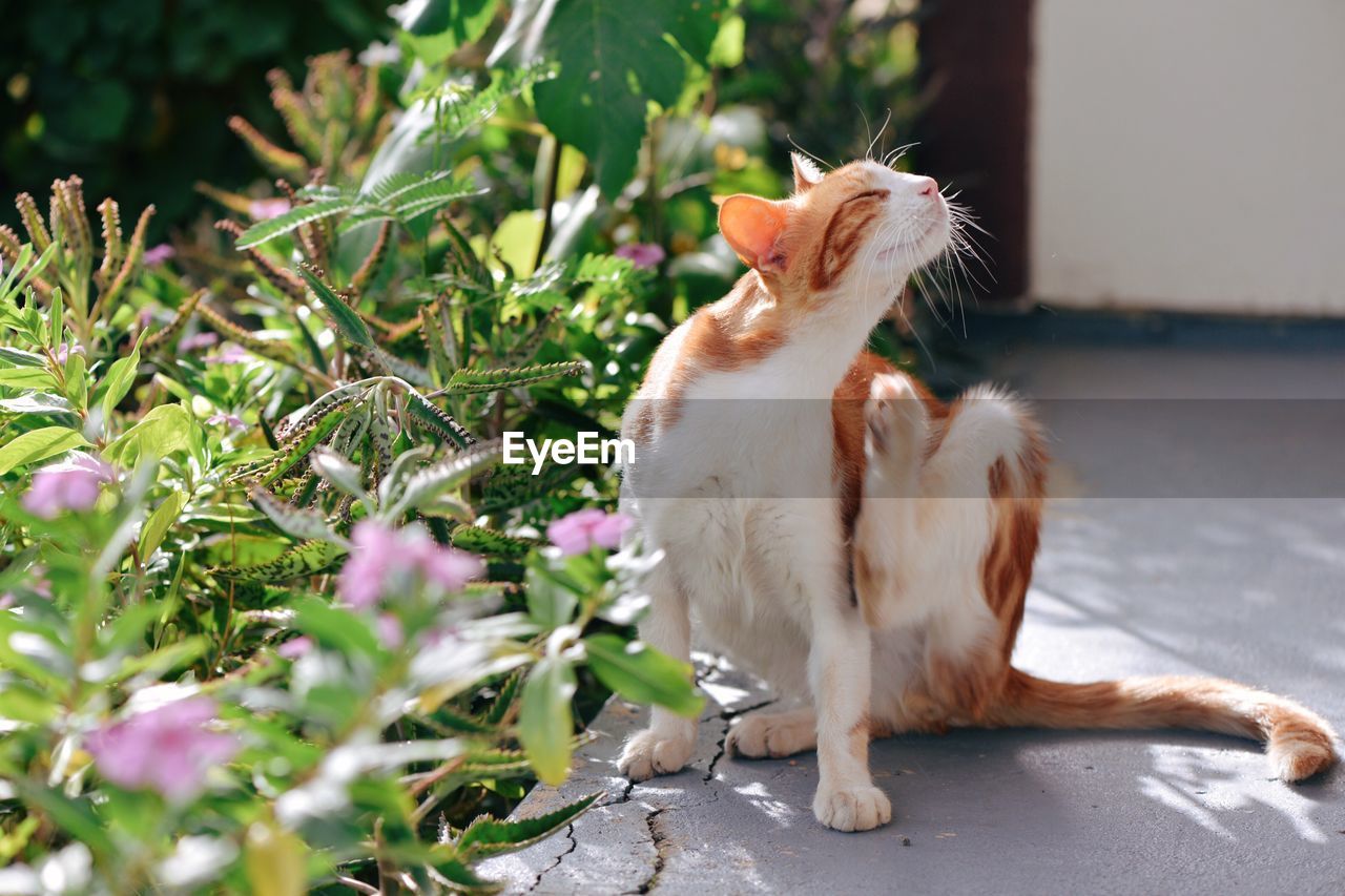 Cat on relaxing on footpath by plants