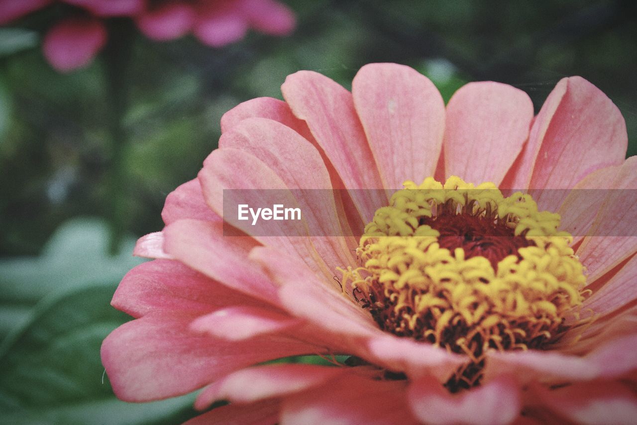 Close-up of pink flower