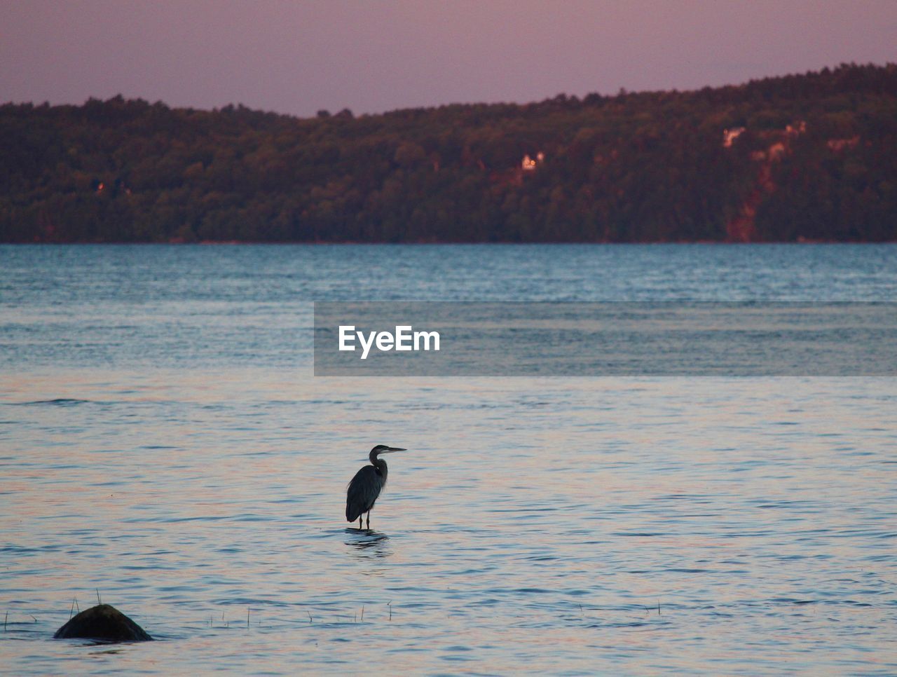 Bird on sea against sky during sunset