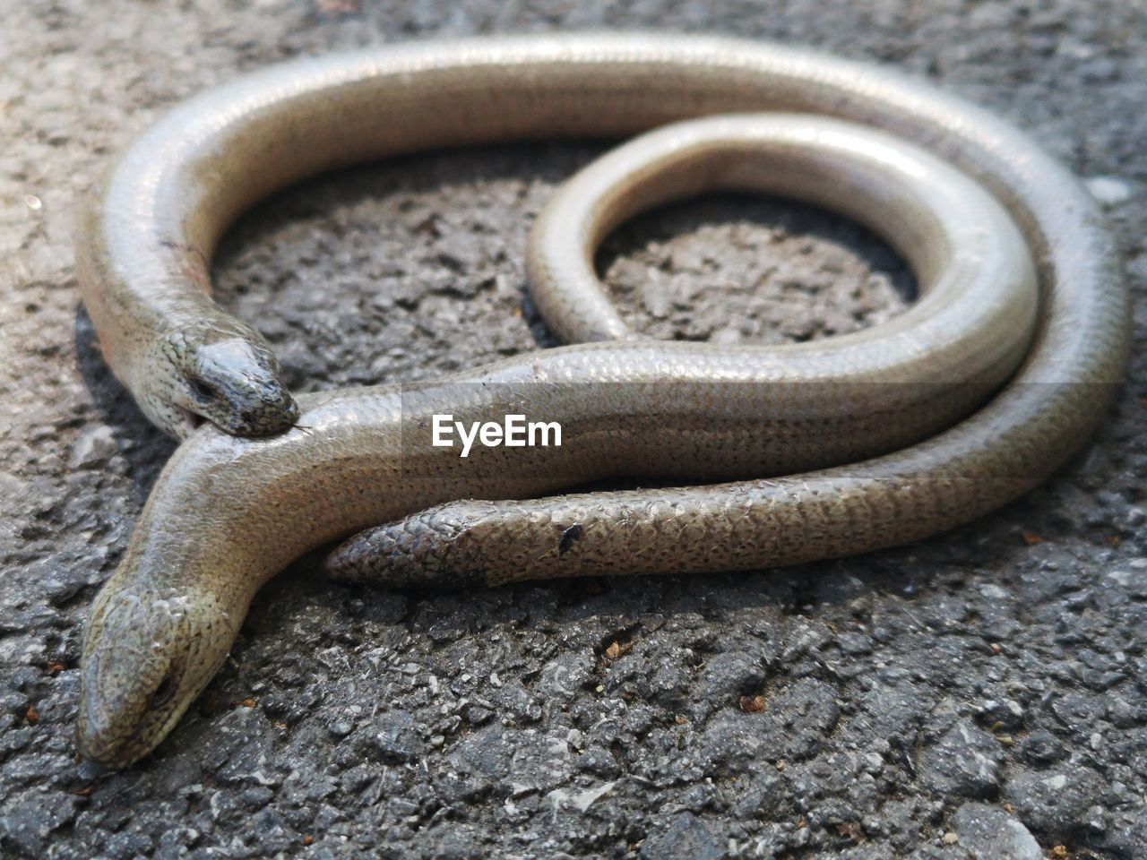 CLOSE-UP OF SNAKE WITH LIZARD