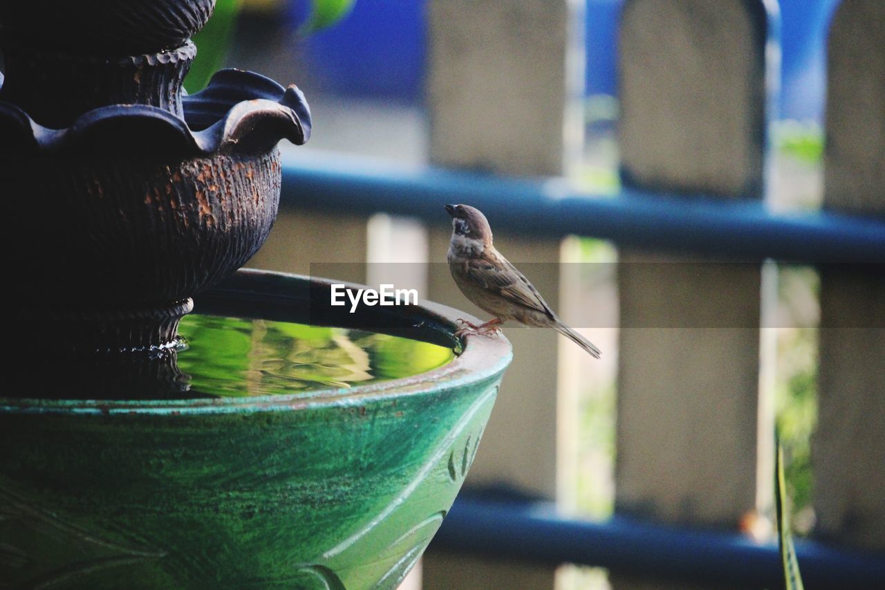 CLOSE-UP OF BIRD PERCHING ON A WOODEN POST