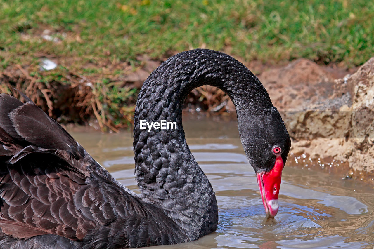 Close-up of black swan drinking water in lake