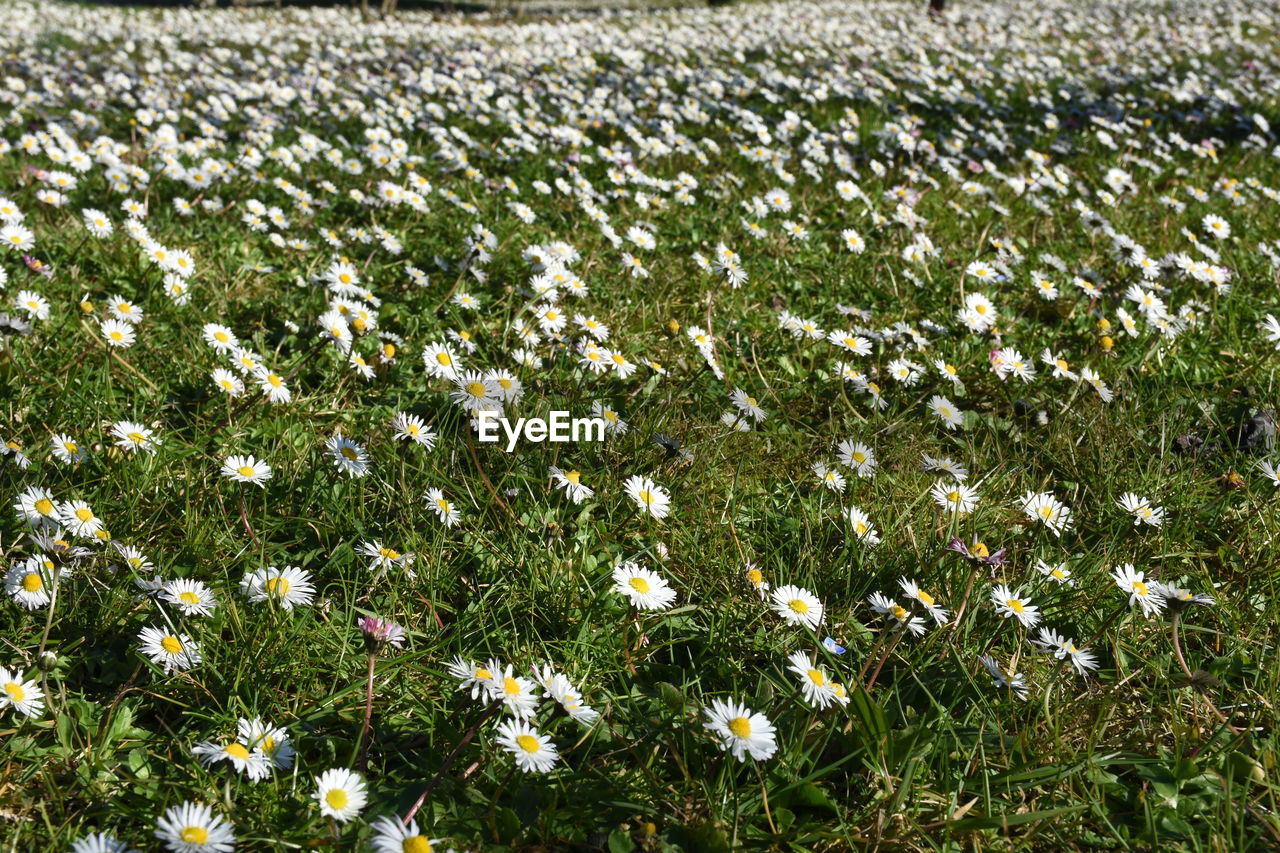 View of white flowers growing in field