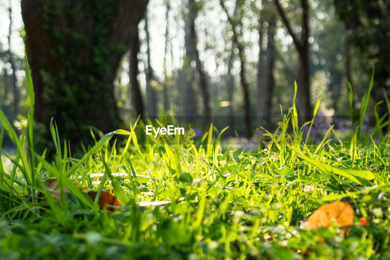 Plants and trees in park