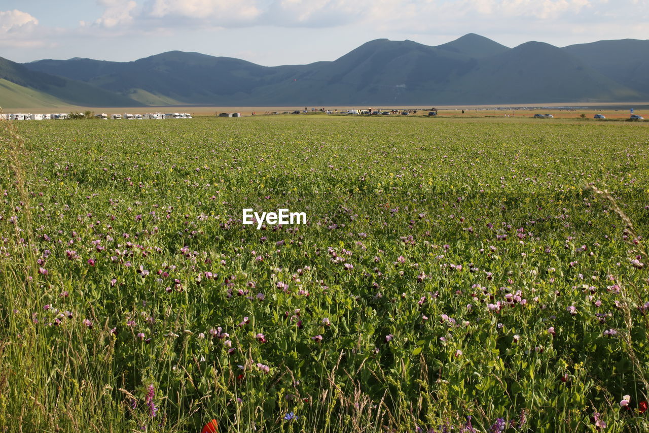 Scenic view of field against sky