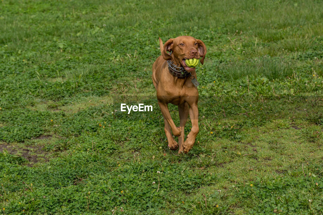 Vizsla with ball in mouth running on grassy field