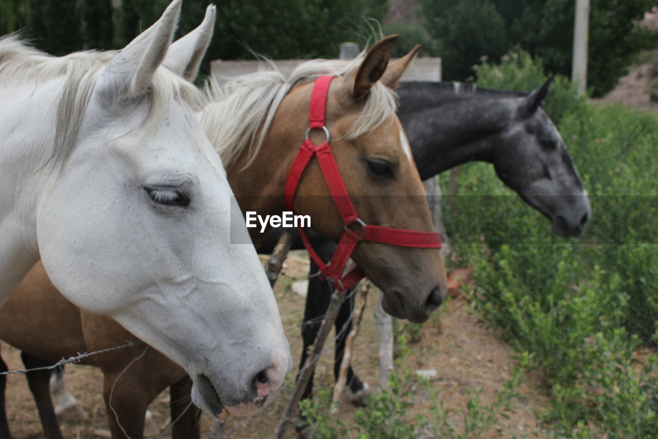 View of three horses by fence