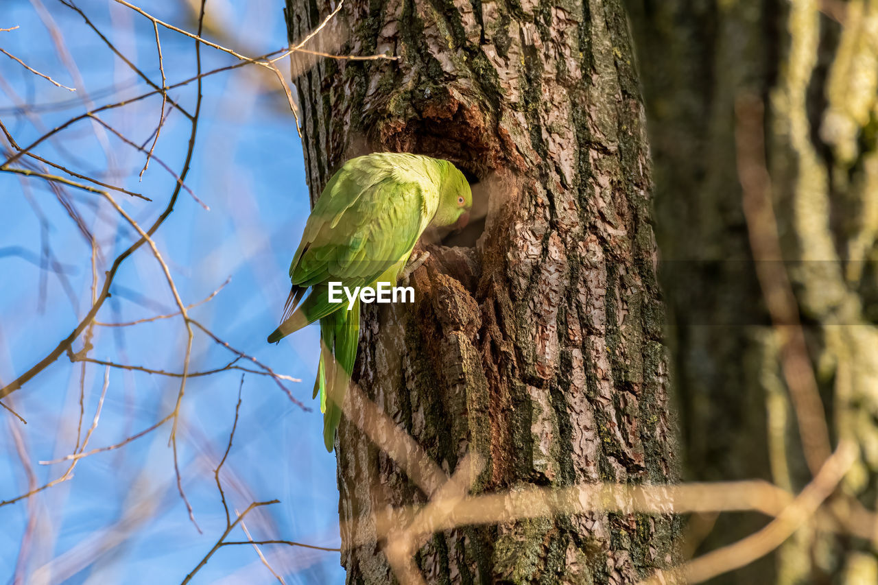 low angle view of bird perching on tree trunk