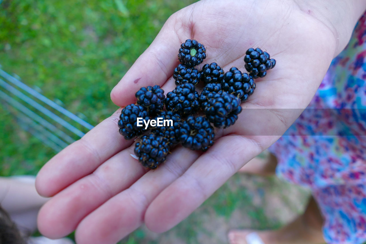 Close-up of hand holding blackberries