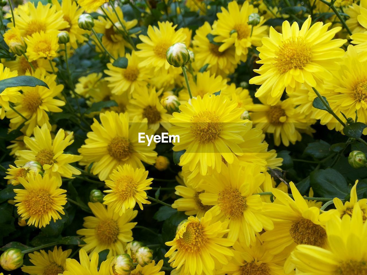 Close-up of yellow flowering plants