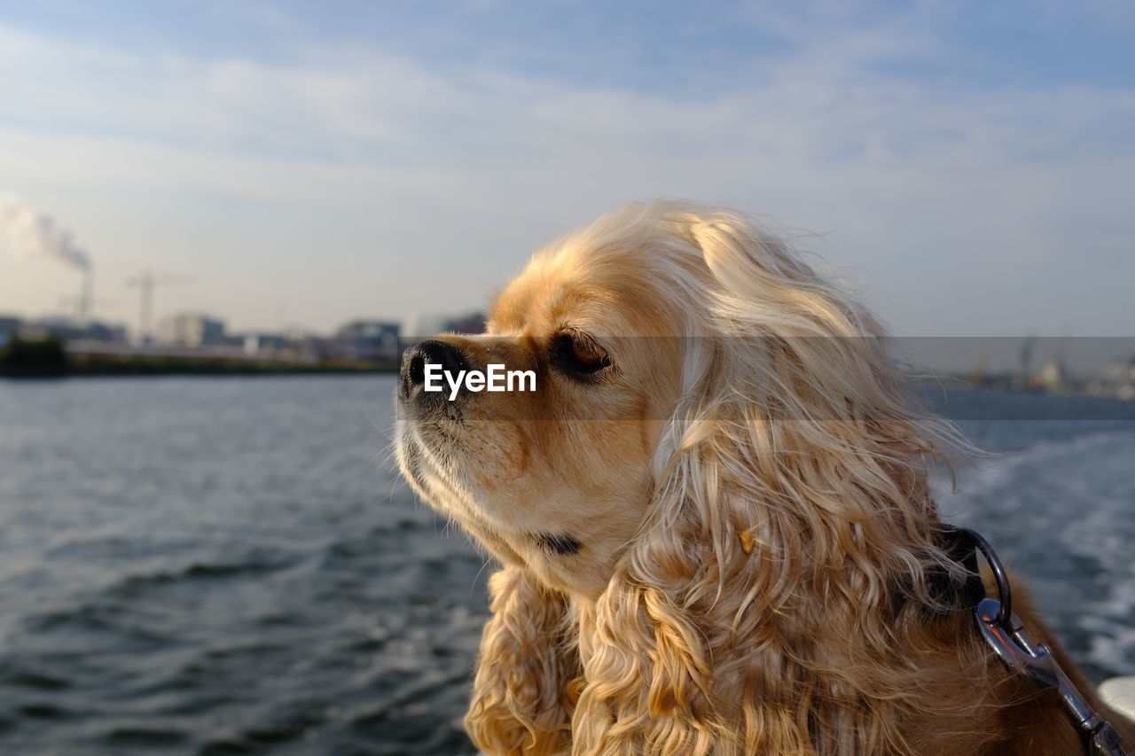 Close-up of dog looking away