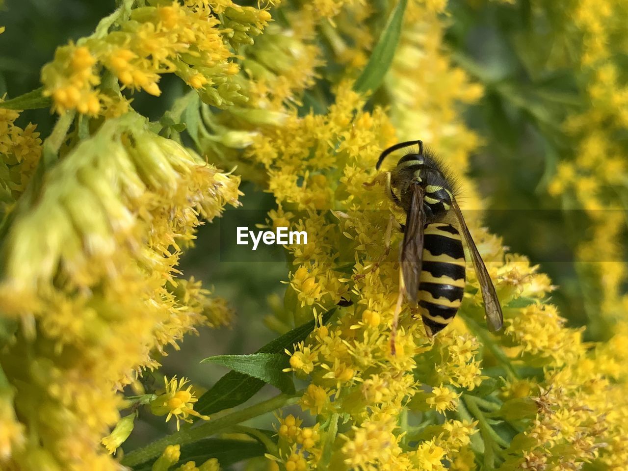 Close-up of bee pollinating on yellow flower