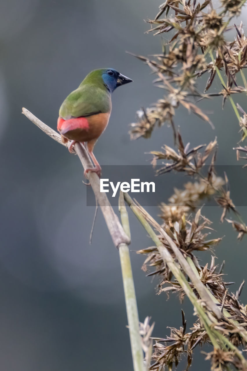 BIRD PERCHING ON A BRANCH