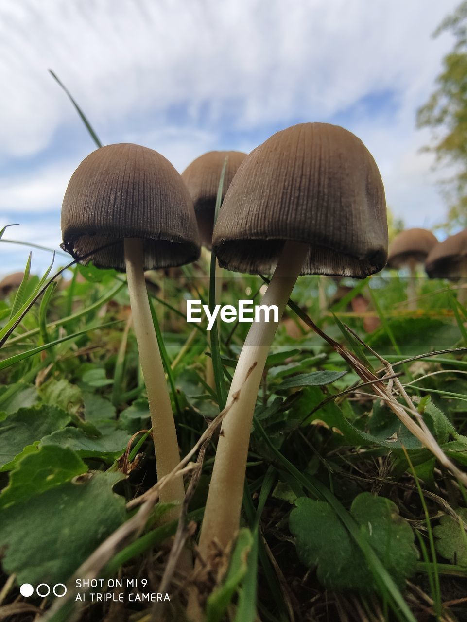 CLOSE-UP OF MUSHROOM GROWING ON FIELD