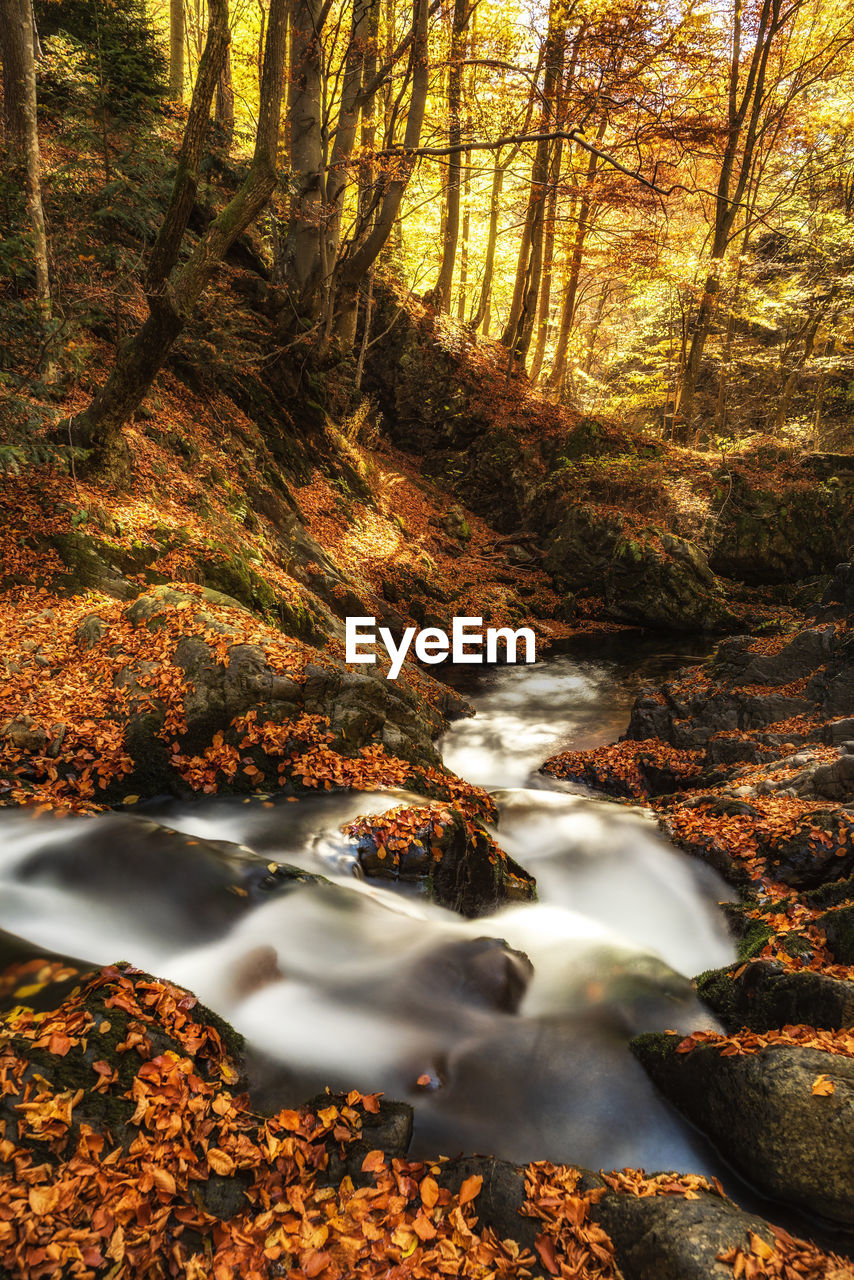 Stream flowing in forest during autumn