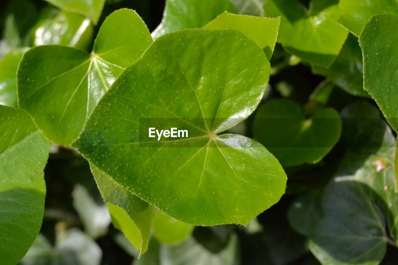 Close-up of plant outdoors