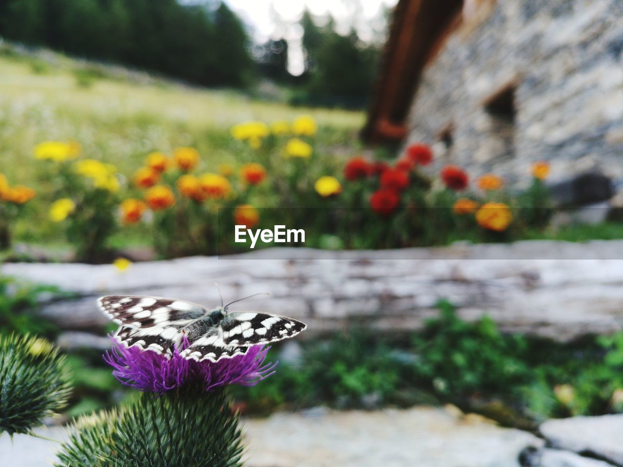 CLOSE-UP OF BUTTERFLY POLLINATING FLOWER