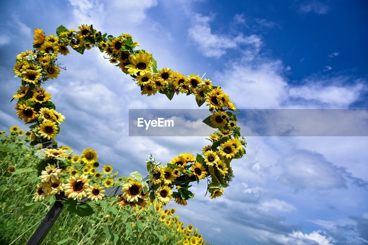 Low angle view of flowering plants against sky