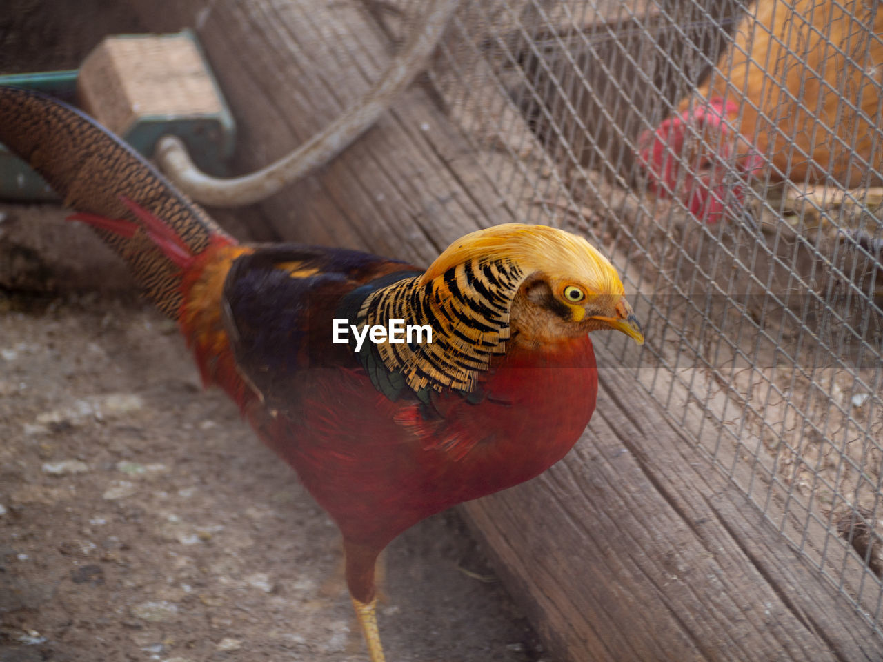 Close-up of a bird