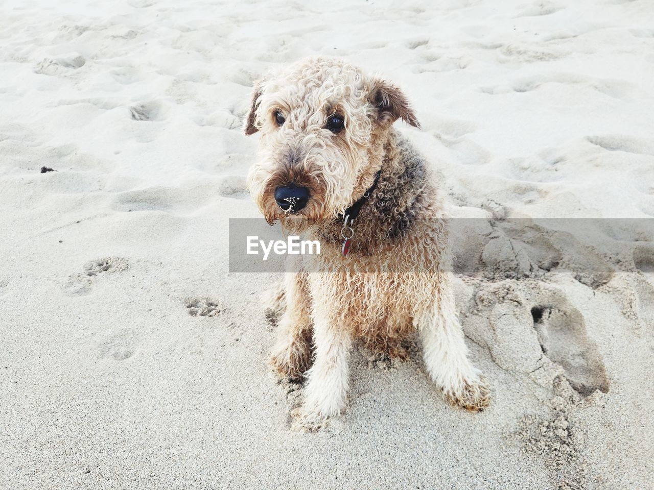 PORTRAIT OF DOG ON BEACH