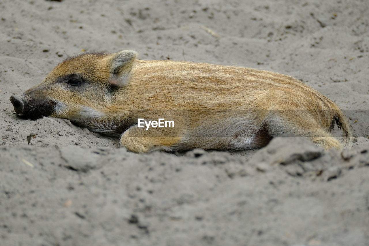 High angle view of rookie laying on sand