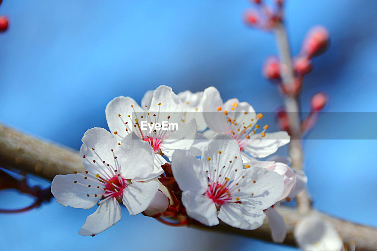 plant, flower, flowering plant, beauty in nature, blossom, freshness, springtime, fragility, spring, tree, nature, branch, growth, macro photography, close-up, cherry blossom, blue, produce, food, no people, petal, flower head, pollen, inflorescence, fruit, food and drink, outdoors, focus on foreground, stamen, twig, sky, white, botany, plum blossom, pink, day, selective focus, tranquility, almond tree, almond